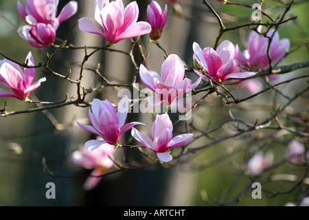 Schönen Frühling blüht auf eine japanische Magnolie Stockfoto