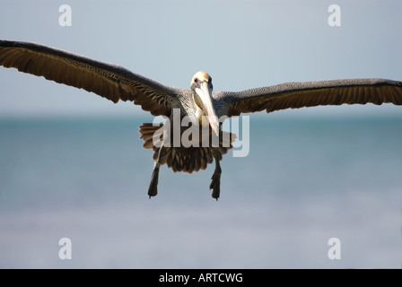 Pelikan im Flug Stockfoto