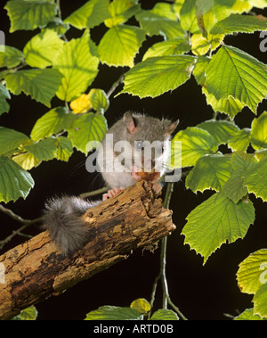 Genießbare Siebenschläfer Glis glis Essen Mutter Hertfordshire Stockfoto