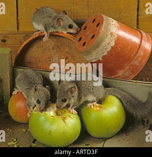 Genießbare Siebenschläfer Glis glis Gruppe Äpfel Hertfordshire Stockfoto