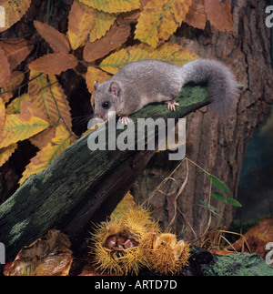 Genießbare Siebenschläfer Glis glis Essen Kastanien Hertfordshire Stockfoto