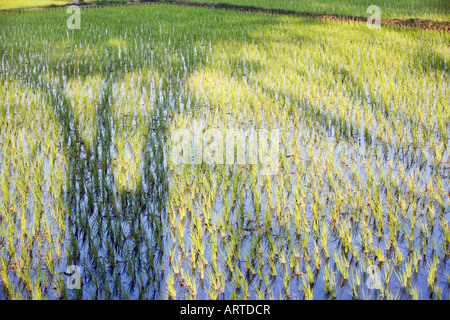 Oryza Sativa. Baum Schatten auf einem frisch gepflanzten Reisfeld in Indien Stockfoto