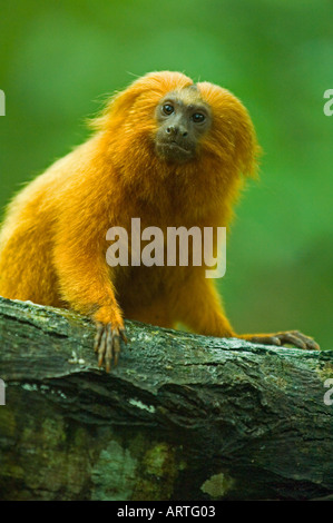 Goldener Löwe Tamarin (Leontopithecus Rosalia) WILD, Poco Das Antas Reserve, Mata Atlântica, südöstlichen Brasilien Stockfoto