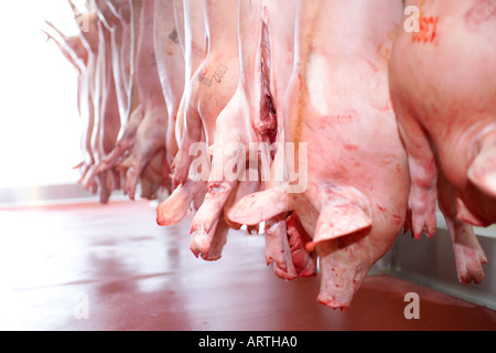 Schweinefleisch, hängen in den Kühlraum der Fleisch-Großhändler Stockfoto
