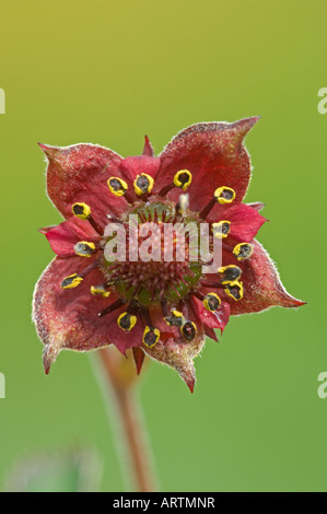 Marsh Fingerkraut (Potentilla Palustris) einzelne Blume Stockfoto