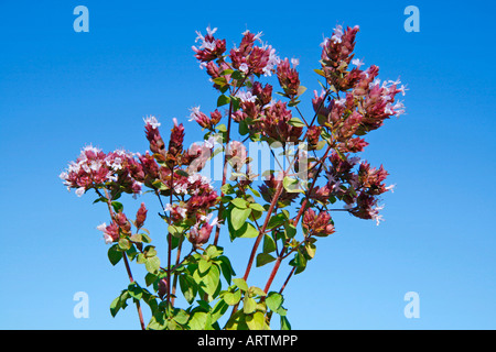 Majoran Origanum vulgare Stockfoto