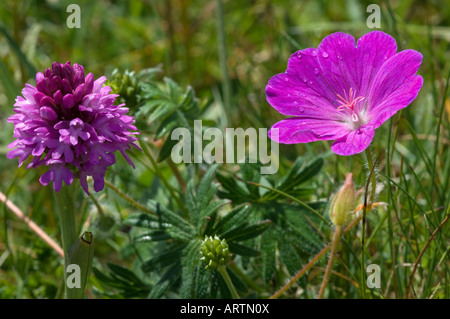 Pyramiden-Orchidee (Anacamptis Pyrimidalis) und blutigen Storchschnabel (Geranium Sanguineum) Stockfoto