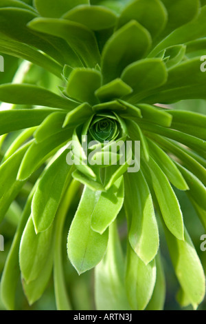 Aeonium Arboreum Pflanze. Insel Mallorca. Spanien Stockfoto