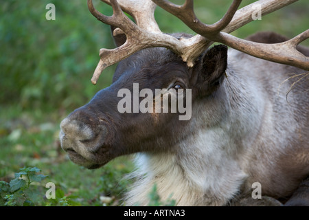 Rentier Rangifer Tarundus männlich Stockfoto