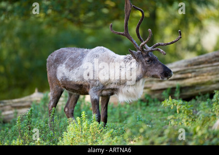 Rentier Rangifer Tarundus männlich Stockfoto