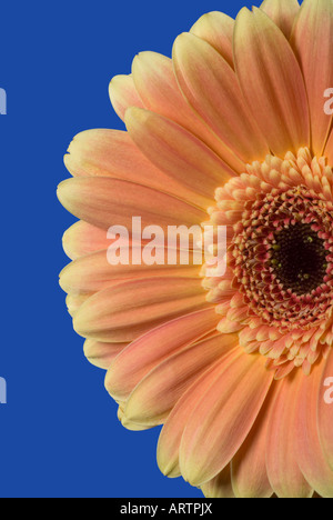 Nahaufnahme von eine große gelbe und orange Gänseblümchen vor einem blauen Hintergrund isoliert Stockfoto