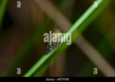 Gemeinsame Blutzikade (Philaenus Spumarius) Stockfoto