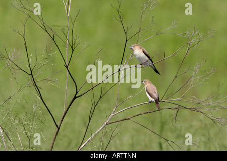Afrikanische Silverbill(Lonchura malabarica) eingeführt an allen Hauptinseln und gefunden in Trockengebieten oder Grasland Stockfoto