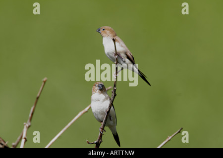 Afrikanische Silverbill(Lonchura malabarica) eingeführt an allen Hauptinseln und gefunden in Trockengebieten oder Grasland Stockfoto