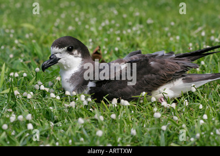 Dunkel-Psephotus Petrel, Pterodroma Sandwichensis. Eine vom Aussterben bedrohte einheimische Seevögeln gefunden, nur um in den hawaiischen Inseln nisten Stockfoto