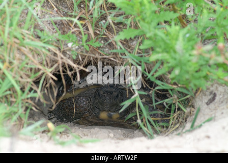 Gopher Schildkröte Gopherus Polyphemus im Loch Den Fuchsbau Höhle Boden Schildkröten Stockfoto