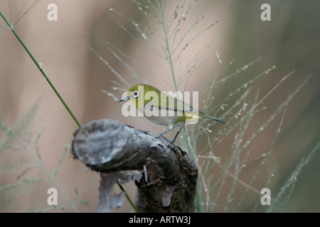 Japanische White-eye (Zosterops Japonicus) eingeführt Vogel jetzt der am häufigsten verwendeten fremden Vogel in Hawaii.  Auf allen Hauptinseln gefunden. Stockfoto