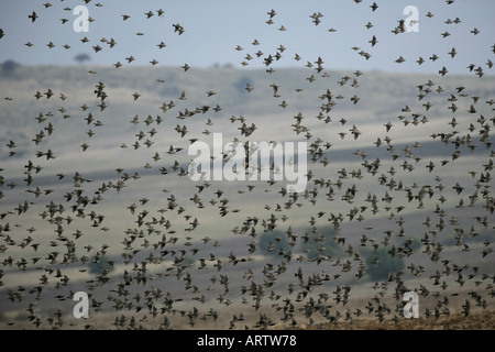 STARLING Sturnus Vulgaris Herde im Flug Bulgarien Stockfoto