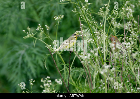 Gelbe fronted Canary (Serinus Mozambicus) aus Südamerika eingeführt.  Nur auf Oahu und Big Island gefunden Stockfoto