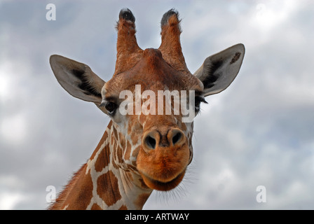 Giraffe Stockfoto