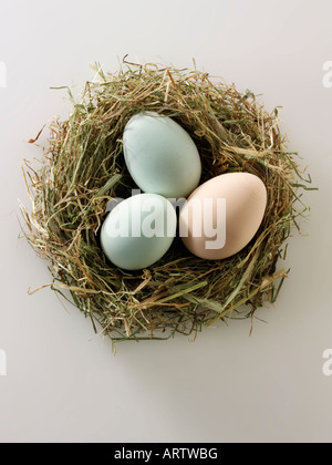 Bio alte Cotswold erscheinen Hühnereier in einem nest Stockfoto