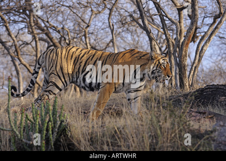 Royal Bengal Tiger bewegen auf dem Hügel Ranthambhor Nationalpark Indien Stockfoto