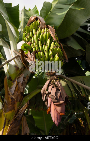 Reif für die Ernte bei Armenime Teneriffa grüne Bananen Stockfoto