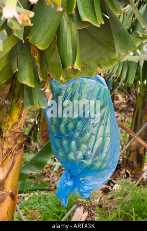 Reif für die Ernte bei Armenime Teneriffa grüne Bananen Stockfoto