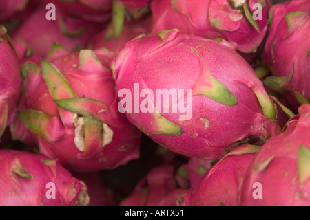 Roter Drache Obst Hylocereus Art Stockfoto