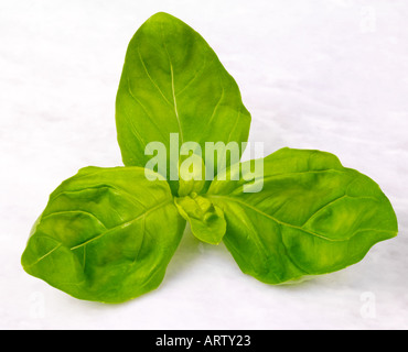 BASILIKUM-BLÄTTER Stockfoto