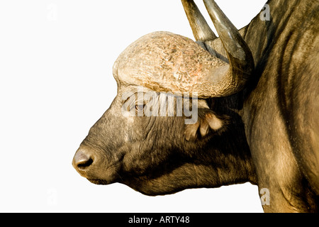 Engen Profil-Bild der Wasserbüffel in Südafrika-Krüger-Nationalpark Stockfoto