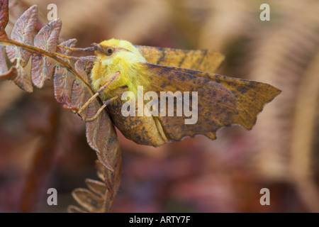 Canary-geschultert Thorn Motte, Ennomos, alniaria Stockfoto