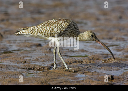 Brachvogel, die Fütterung am Meeresstrand Stockfoto