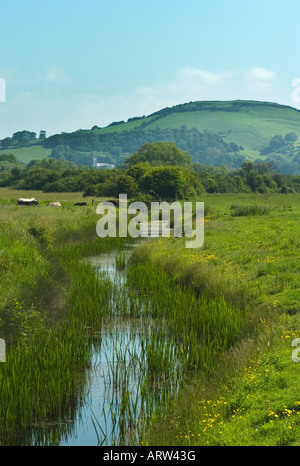 Blick über Wasser-Wiesen in der Nähe von Burnham am Meer in Richtung Brent Knoll Stockfoto