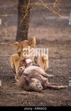 Löwin (Panthera Leo) ernährt sich von einem Warzenschwein Kill; in Ndutu, Ngorongoro Conservation Area, in der Nähe von Serengeti, Tansania. Stockfoto