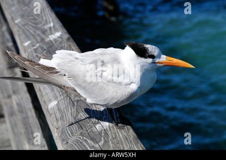 Königliche Tern Sterna Maxima Florida Wasservogel Stockfoto