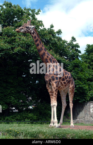 Giraffe stehend hoch Edinburgh Zoo Blick auf grüne Laubbäume Kamera hinter Stockfoto