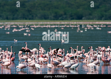 Flamingos Stockfoto