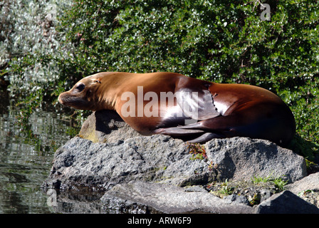 Kalifornische Seelöwen Stockfoto