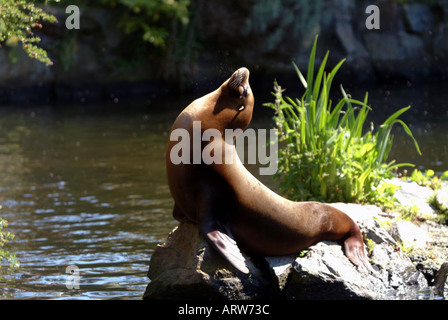 kalifornische Seelöwen Edinburgh Zoo Sonnenbaden und Relaxen auf einem Felsen Zalophus californianus Stockfoto