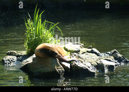 kalifornische Seelöwen Edinburgh Zoo Sonnenbaden und Relaxen auf einem Felsen Stockfoto