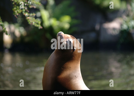 kalifornische Seelöwen Edinburgh Zoo Sonnenbaden und Relaxen auf einem Felsen Stockfoto