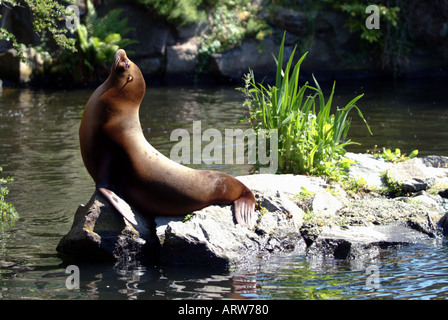 kalifornische Seelöwen Edinburgh Zoo Sonnenbaden und Relaxen auf einem Felsen Stockfoto