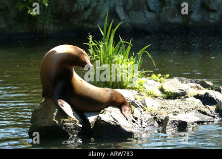 Kalifornische Seelöwen Edinburgh Zoo Sonnenbaden und Relaxen auf einem Felsen Stockfoto
