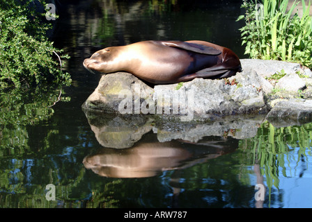Kalifornische Seelöwen Edinburgh Zoo Sonnenbaden und Relaxen auf einem Felsen Stockfoto