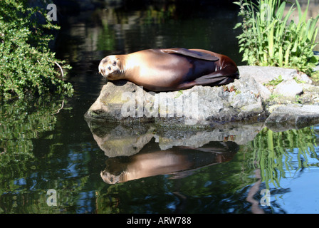 kalifornische Seelöwen Edinburgh Zoo Sonnenbaden und Relaxen auf einem Felsen Stockfoto