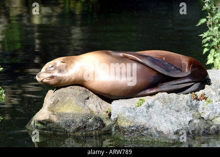 Kalifornische Seelöwen Edinburgh Zoo Stockfoto