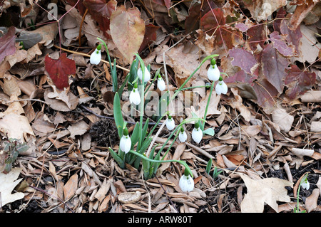 Mitte Februar sind Schneeglöckchen die ersten Blumen blühen in einem New York City-Holz. Stockfoto