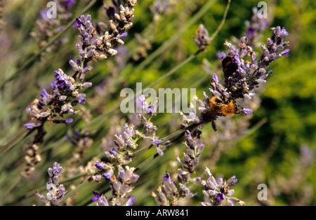 Lavendel Lavandula Spp mit gemeinsamen Carder Bee Bombus Agrorum und Buff tailed Bumble Bee Bombus Terrestris Fütterung drauf Stockfoto