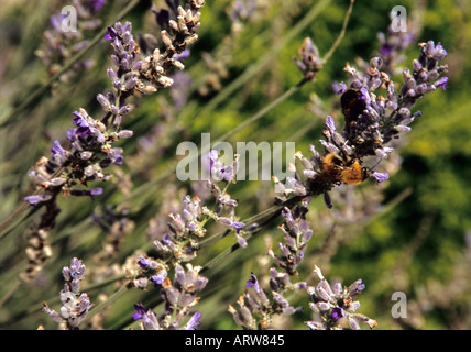 Lavendel Lavandula Spp mit gemeinsamen Carder Bee Bombus Agrorum und Buff tailed Bumble Bee Bombus Terrestris Fütterung drauf Stockfoto